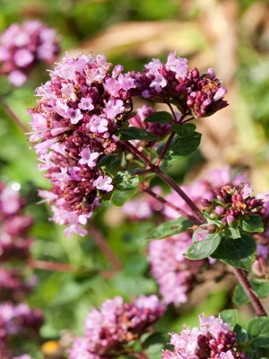 ORIGANUM Rosenkuppel